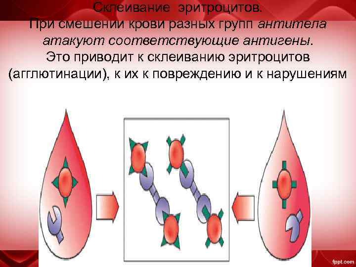 Склеивание эритроцитов. При смешении крови разных групп антитела атакуют соответствующие антигены. Это приводит к