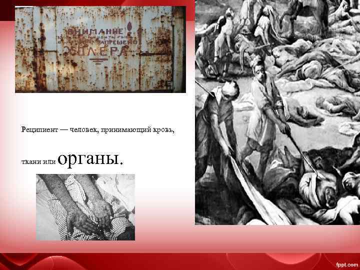  Реципиент — человек, принимающий кровь, ткани или органы. 