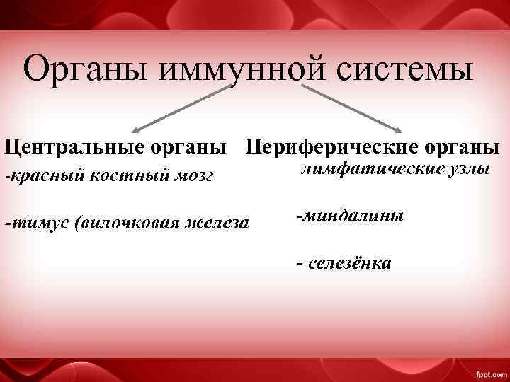 Органы иммунной системы Центральные органы Периферические органы -красный костный мозг -лимфатические узлы -тимус (вилочковая