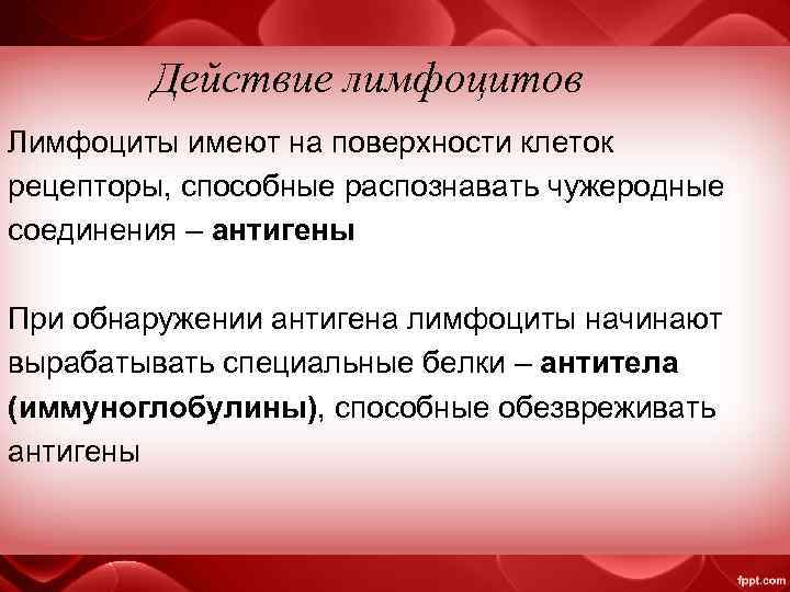 Действие лимфоцитов Лимфоциты имеют на поверхности клеток рецепторы, способные распознавать чужеродные соединения – антигены