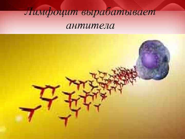 Лимфоцит вырабатывает антитела 