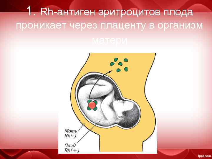 1. Rh-антиген эритроцитов плода проникает через плаценту в организм матери 