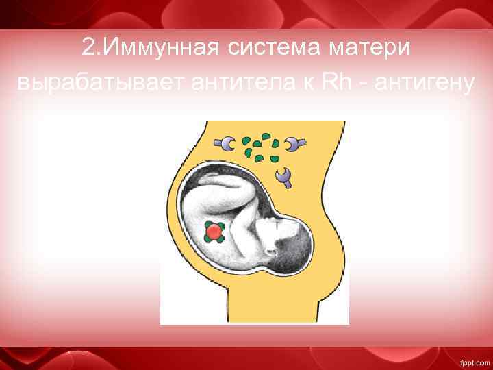 2. Иммунная система матери вырабатывает антитела к Rh - антигену 