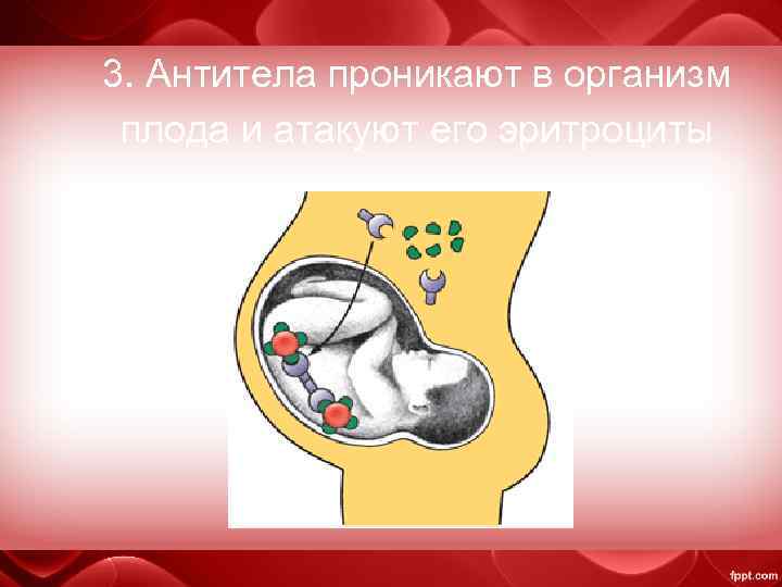 3. Антитела проникают в организм плода и атакуют его эритроциты 