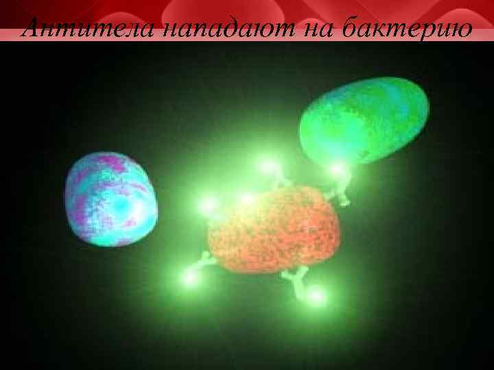 Антитела нападают на бактерию 