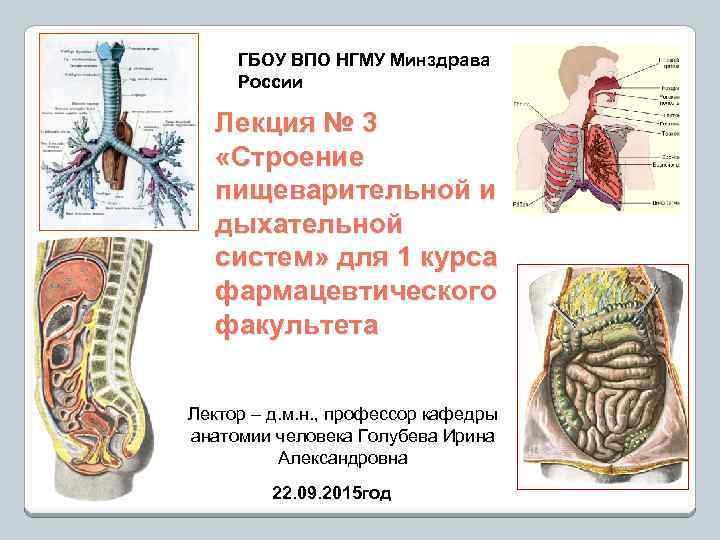 ГБОУ ВПО НГМУ Минздрава России Лекция № 3 «Строение пищеварительной и дыхательной систем» для
