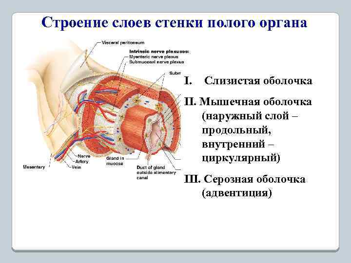 Строение слоев стенки полого органа I. Слизистая оболочка II. Мышечная оболочка (наружный слой –