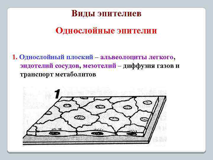 Виды эпителиев Однослойные эпителии 1. Однослойный плоский – альвеолоциты легкого, эндотелий сосудов, мезотелий –