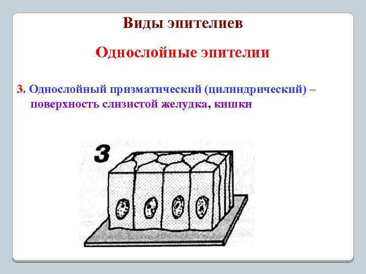 Виды эпителиев Однослойные эпителии 3. Однослойный призматический (цилиндрический) – поверхность слизистой желудка, кишки 