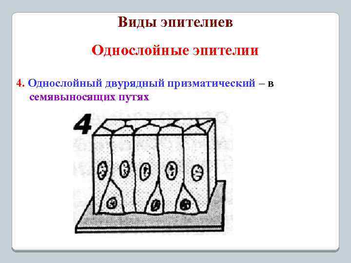 Виды эпителиев Однослойные эпителии 4. Однослойный двурядный призматический – в семявыносящих путях 