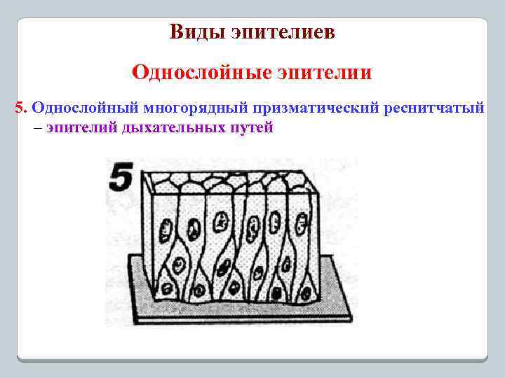 Виды эпителиев Однослойные эпителии 5. Однослойный многорядный призматический реснитчатый – эпителий дыхательных путей 