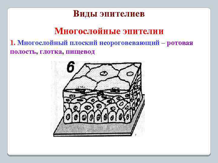 Виды эпителиев Многослойные эпителии 1. Многослойный плоский неороговевающий – ротовая полость, глотка, пищевод 