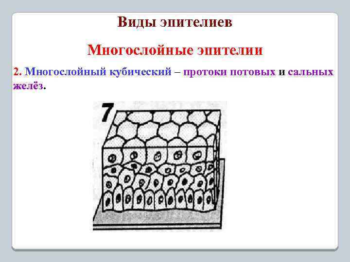 Виды эпителиев Многослойные эпителии 2. Многослойный кубический – протоки потовых и сальных желёз. 