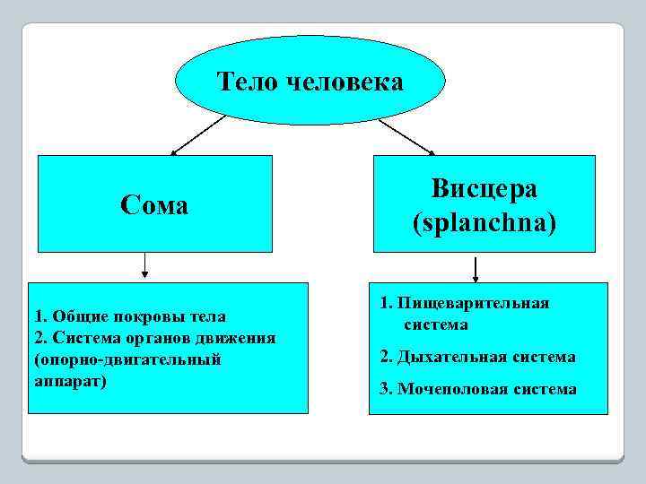 Тело человека Сома 1. Общие покровы тела 2. Система органов движения (опорно-двигательный аппарат) Висцера