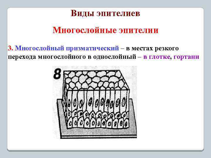 Виды эпителиев Многослойные эпителии 3. Многослойный призматический – в местах резкого перехода многослойного в
