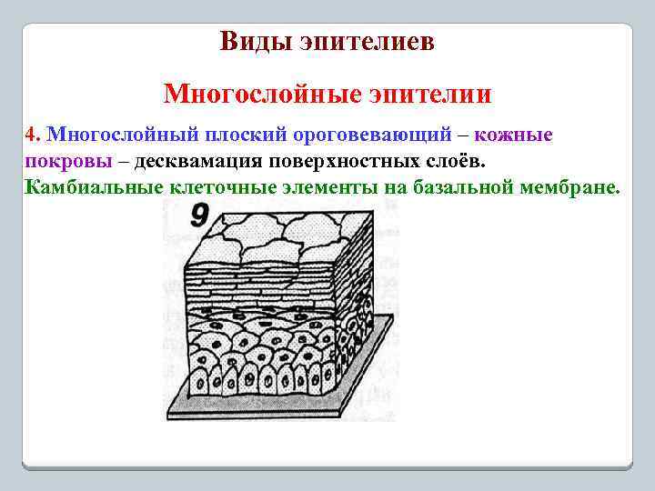 Виды эпителиев Многослойные эпителии 4. Многослойный плоский ороговевающий – кожные покровы – десквамация поверхностных