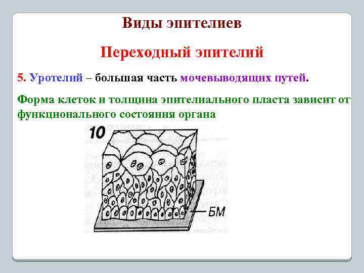 Виды эпителиев Переходный эпителий 5. Уротелий – большая часть мочевыводящих путей. Форма клеток и
