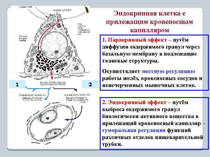 Эндокринная клетка с прилежащим кровеносным капилляром 1. Паракринный эффект – путём диффузии содержимого гранул