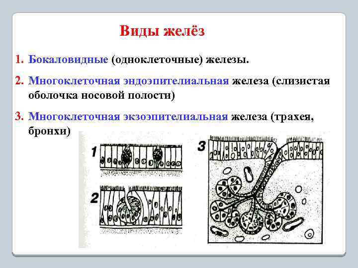 Виды желёз 1. Бокаловидные (одноклеточные) железы. 2. Многоклеточная эндоэпителиальная железа (слизистая оболочка носовой полости)