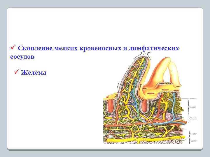 ü Скопление мелких кровеносных и лимфатических сосудов ü Железы 