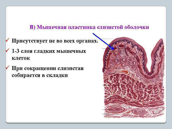 Слизистая оболочка на латыни