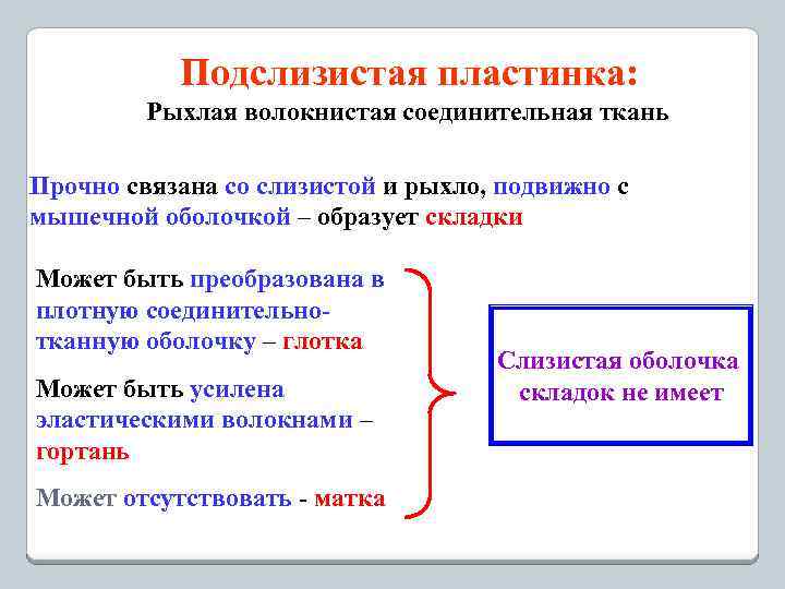 Подслизистая пластинка: Рыхлая волокнистая соединительная ткань Прочно связана со слизистой и рыхло, подвижно с