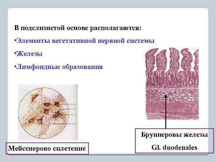 В подслизистой основе располагаются: • Элементы вегетативной нервной системы • Железы • Лимфоидные образования