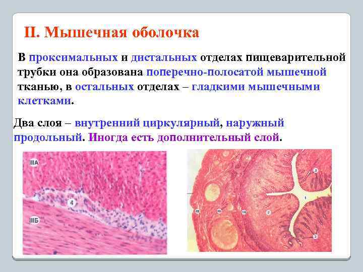 II. Мышечная оболочка В проксимальных и дистальных отделах пищеварительной трубки она образована поперечно-полосатой мышечной