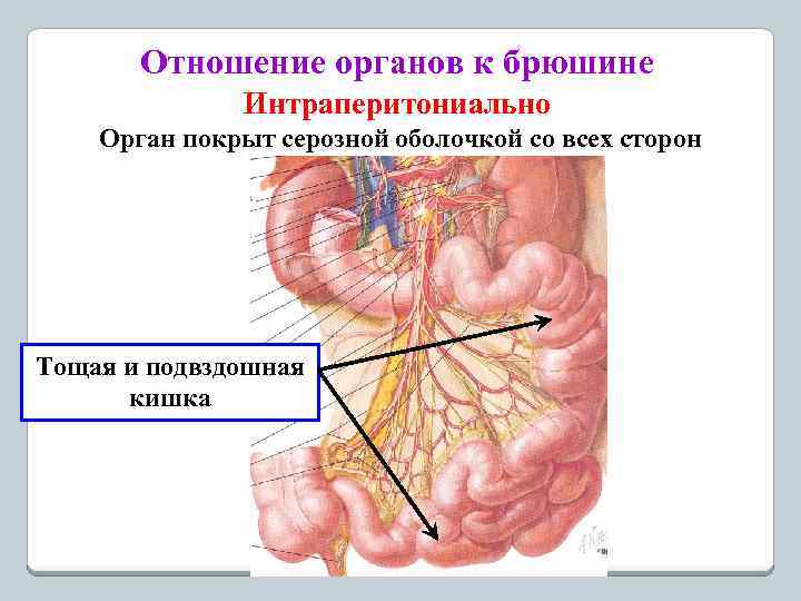 Отношение органов к брюшине Интраперитониально Орган покрыт серозной оболочкой со всех сторон Тощая и