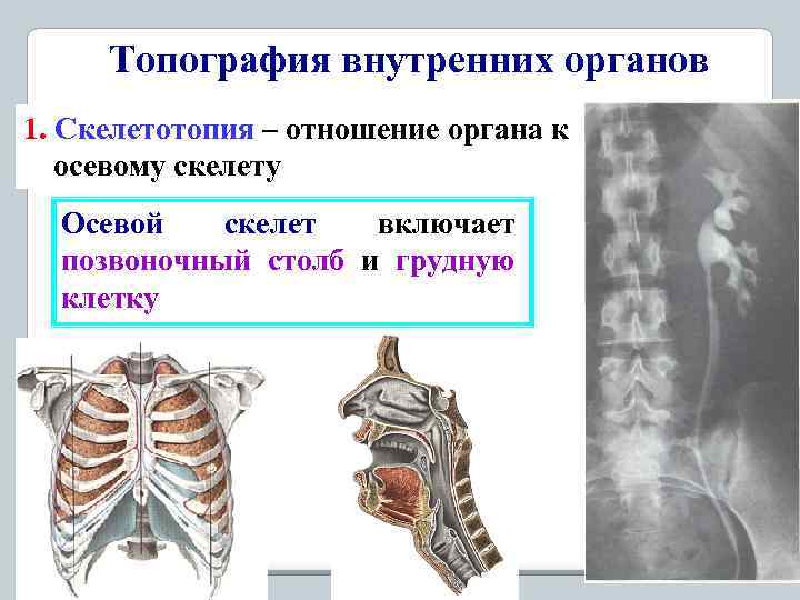 Топография внутренних органов 1. Скелетотопия – отношение органа к осевому скелету Осевой скелет включает