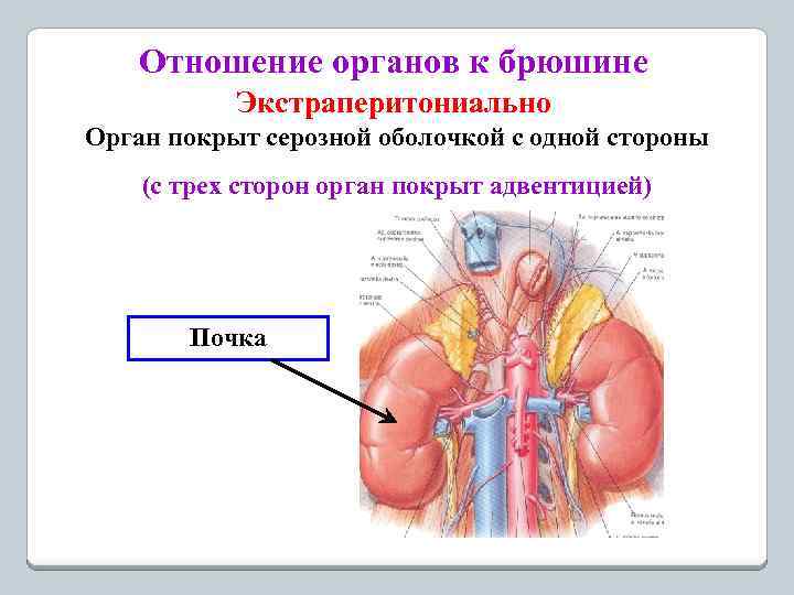 Отношение органов к брюшине Экстраперитониально Орган покрыт серозной оболочкой с одной стороны (с трех
