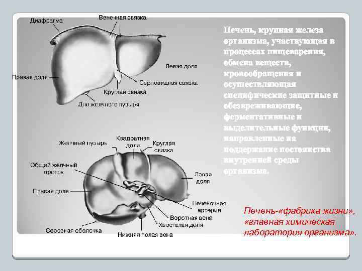 Печень, крупная железа организма, участвующая в процессах пищеварения, обмена веществ, кровообращения и осуществляющая специфические