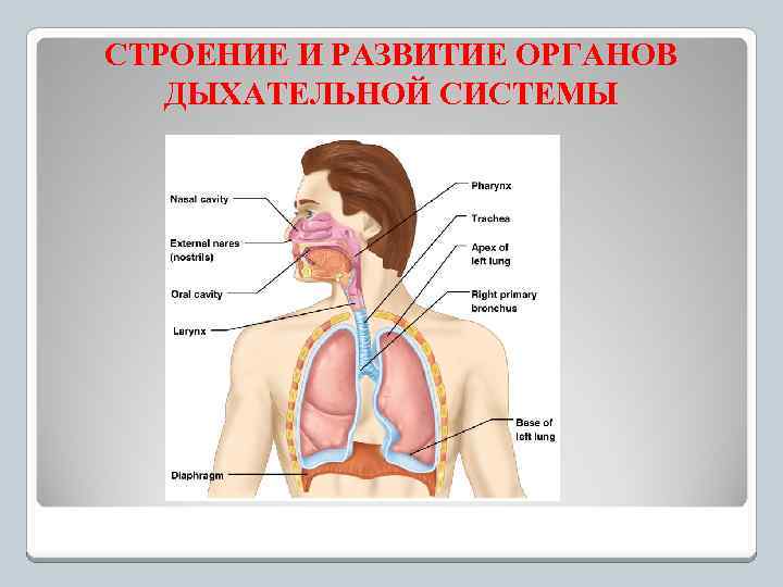 СТРОЕНИЕ И РАЗВИТИЕ ОРГАНОВ ДЫХАТЕЛЬНОЙ СИСТЕМЫ 