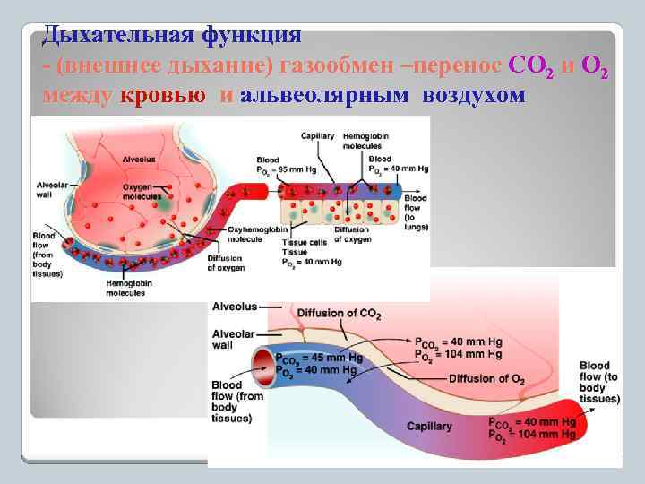 Дыхательная функция - (внешнее дыхание) газообмен –перенос СО 2 и О 2 между кровью