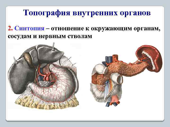 Топография внутренних органов 2. Синтопия – отношение к окружающим органам, сосудам и нервным стволам