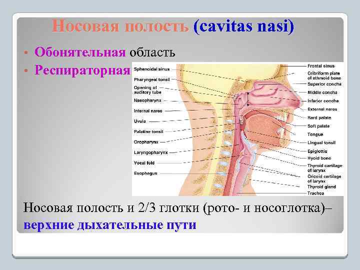 Носовая полость (cavitas nasi) Обонятельная область • Респираторная область • Носовая полость и 2/3