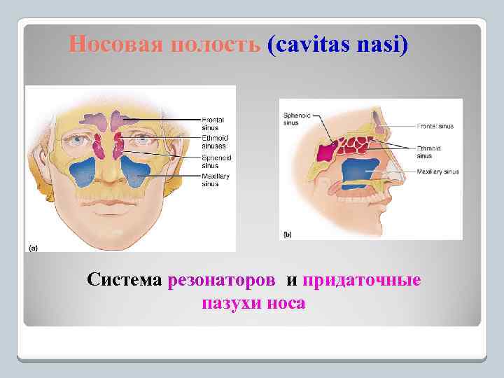 Носовая полость (cavitas nasi) Система резонаторов и придаточные пазухи носа 