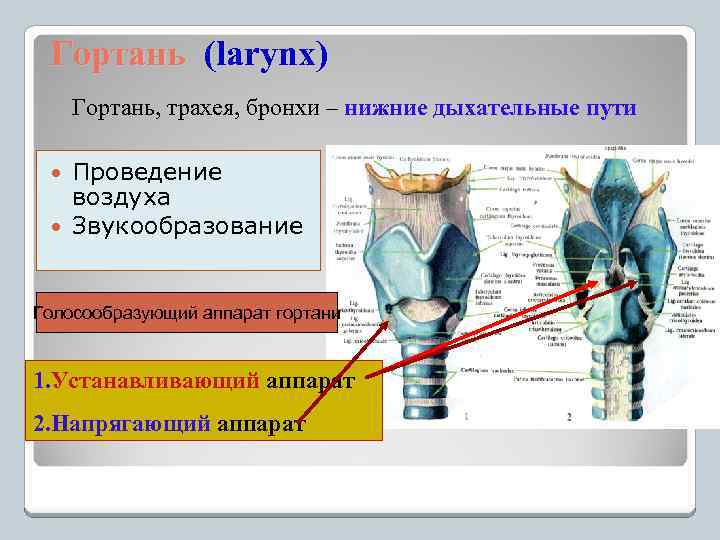 Гортань (larynx) Гортань, трахея, бронхи – нижние дыхательные пути Проведение воздуха Звукообразование Голосообразующий аппарат
