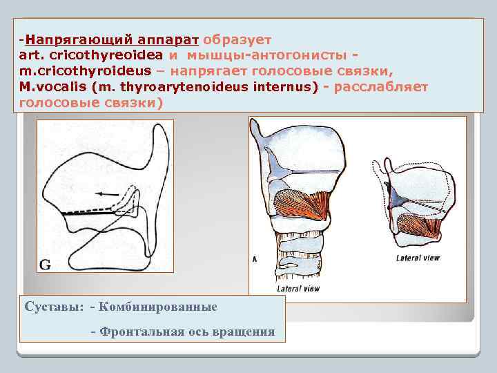 -Напрягающий аппарат образует art. cricothyreoidea и мышцы-антогонисты m. cricothyroideus – напрягает голосовые связки, M.