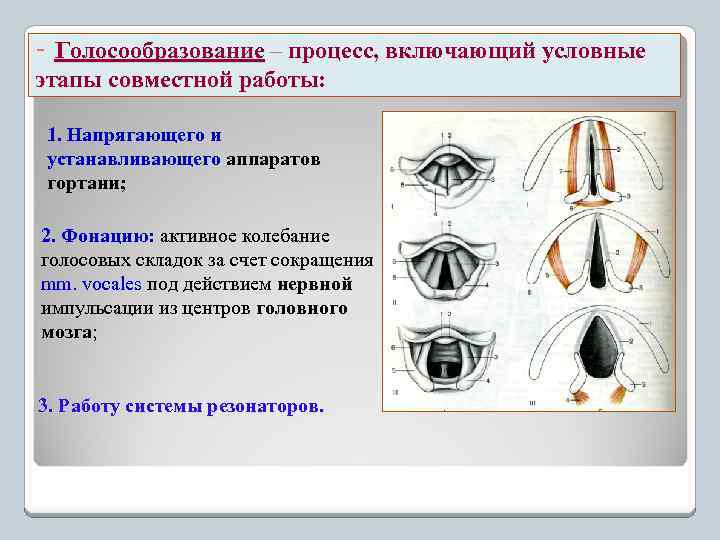 - Голосообразование – процесс, включающий условные этапы совместной работы: 1. Напрягающего и устанавливающего аппаратов