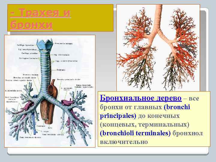 - Трахея и бронхи Бронхиальное дерево – все бронхи от главных (bronchi principales) до