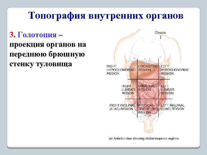 Топография внутренних органов 3. Голотопия – проекция органов на переднюю брюшную стенку туловища 