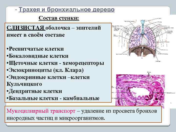 - Трахея и бронхиальное дерево Состав стенки: СЛИЗИСТАЯ оболочка – эпителий имеет в своём