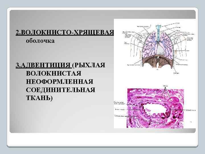 2. ВОЛОКНИСТО-ХРЯЩЕВАЯ оболочка 3. АДВЕНТИЦИЯ (РЫХЛАЯ ВОЛОКНИСТАЯ НЕОФОРМЛЕННАЯ СОЕДИНИТЕЛЬНАЯ ТКАНЬ) 
