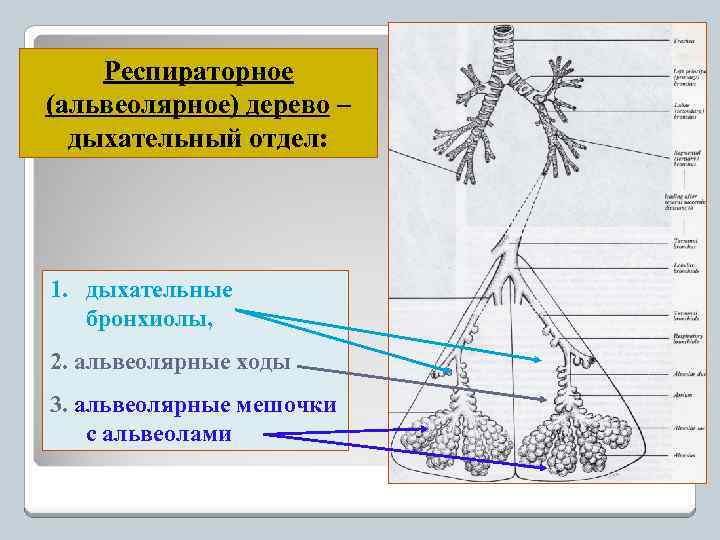Респираторное (альвеолярное) дерево – дыхательный отдел: 1. дыхательные бронхиолы, 2. альвеолярные ходы 3. альвеолярные