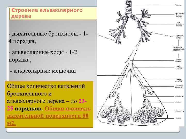 Строение альвеолярного дерева - дыхательные бронхиолы - 14 порядка, - альвеолярные ходы - 1