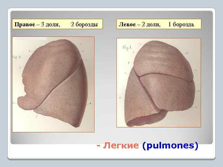 Правое – 3 доли, 2 борозды Левое – 2 доли, 1 борозда - Легкие