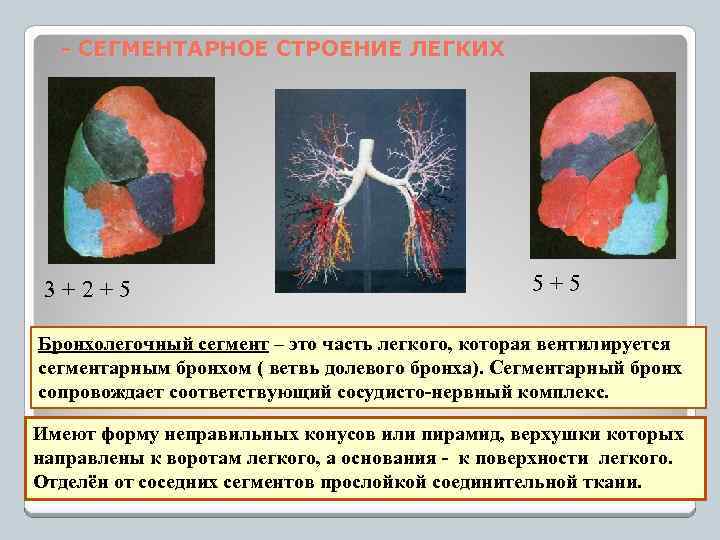 - СЕГМЕНТАРНОЕ СТРОЕНИЕ ЛЕГКИХ 3+2+5 5+5 Бронхолегочный сегмент – это часть легкого, которая вентилируется