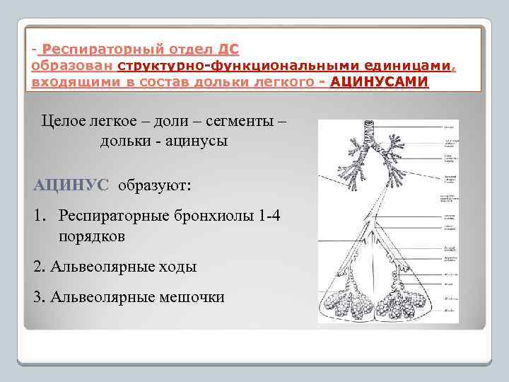 - Респираторный отдел ДС образован структурно-функциональными единицами, входящими в состав дольки легкого - АЦИНУСАМИ
