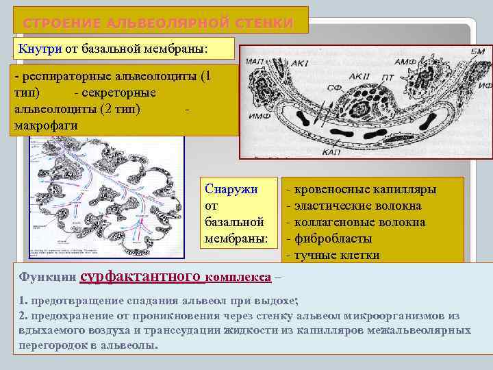 СТРОЕНИЕ АЛЬВЕОЛЯРНОЙ СТЕНКИ Кнутри от базальной мембраны: - респираторные альвеолоциты (1 тип) - секреторные